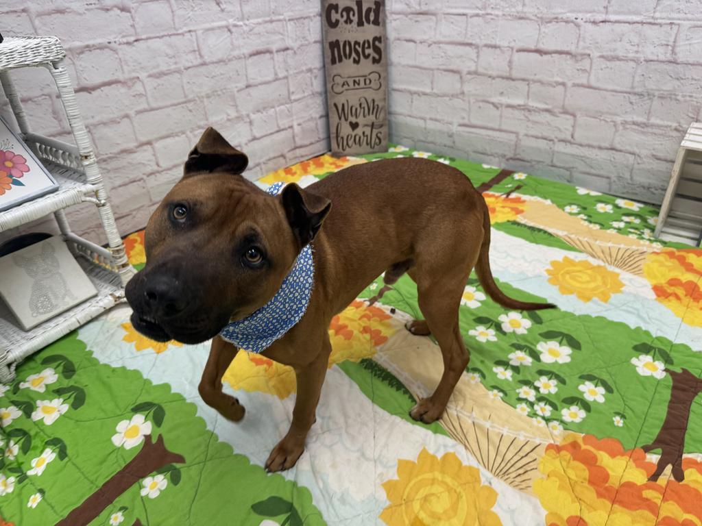 Enlarge Bark O'Lucky, a Adoptable mixed breed in Detroit, MI image 3/6