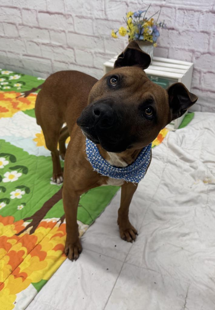 Enlarge Bark O'Lucky, a Adoptable mixed breed in Detroit, MI image 4/6