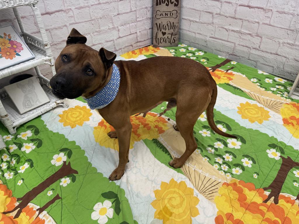 Enlarge Bark O'Lucky, a Adoptable mixed breed in Detroit, MI image 5/6