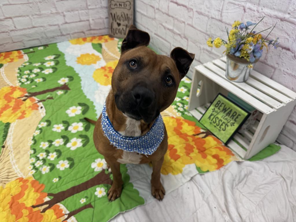 Enlarge Bark O'Lucky, a Adoptable mixed breed in Detroit, MI image 6/6