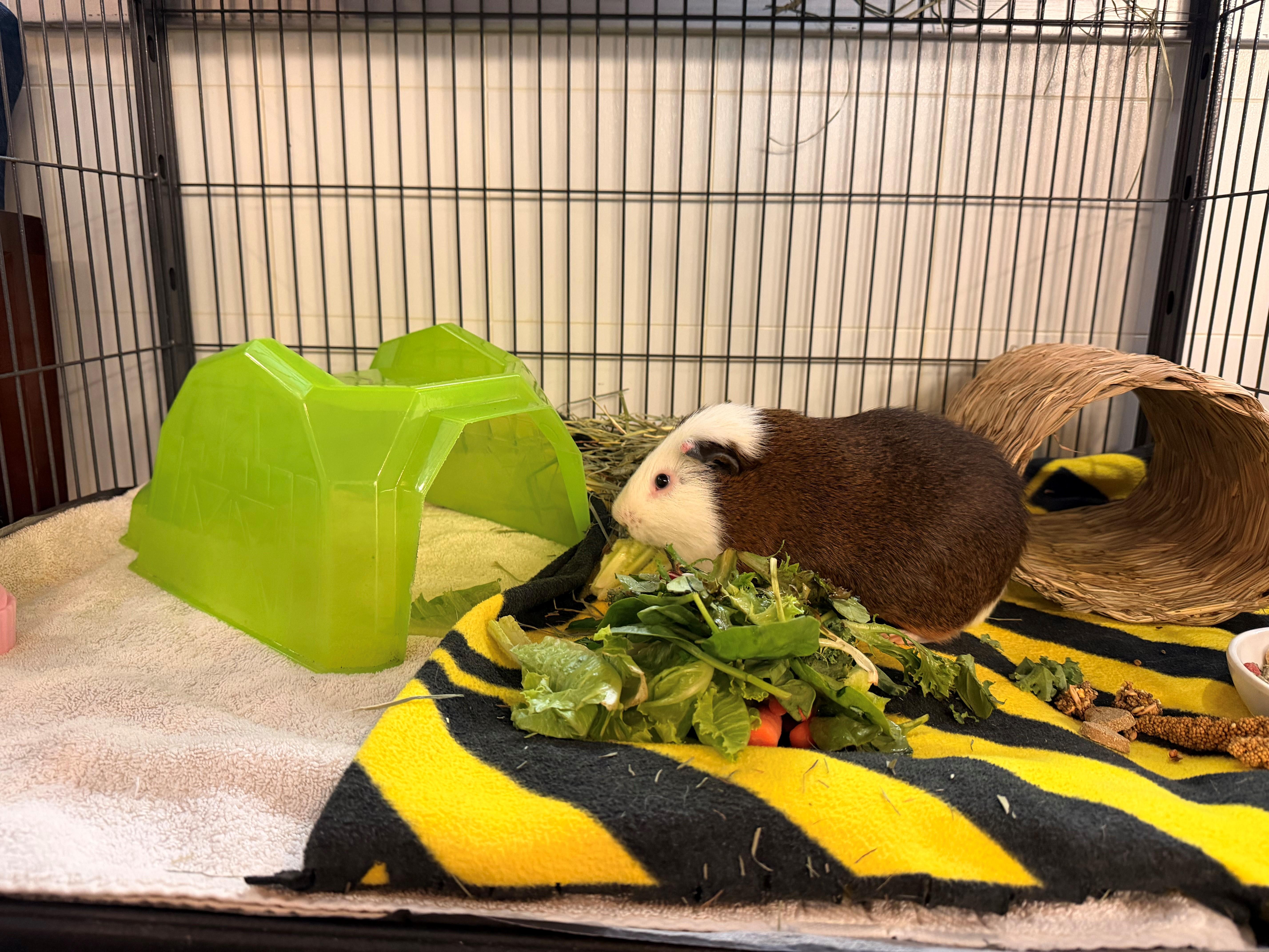 Enlarge Pickles, a Adopted Guinea Pig in Westerly, RI image 2/2