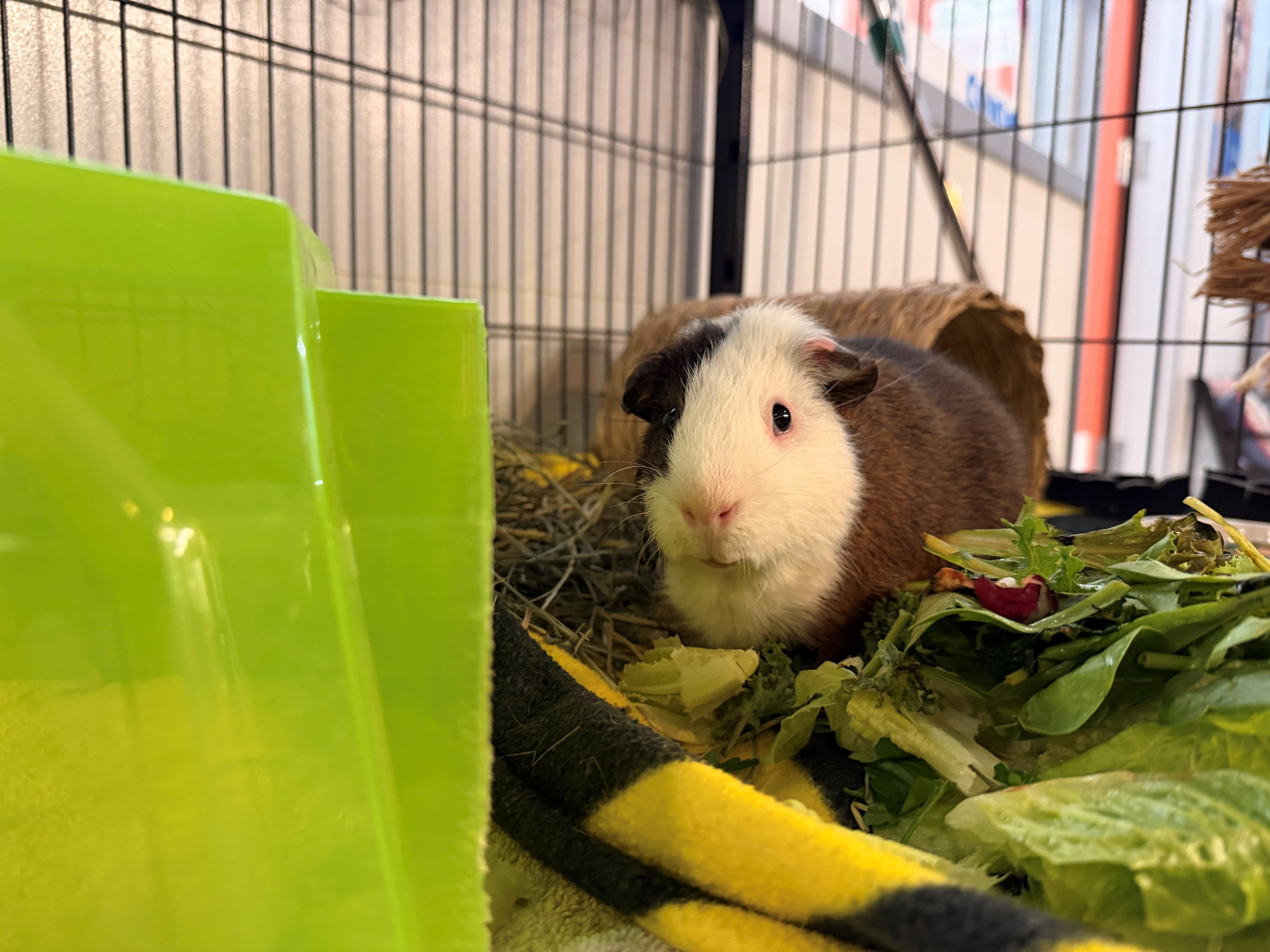Enlarge Pickles, a Adopted Guinea Pig in Westerly, RI image 1/2