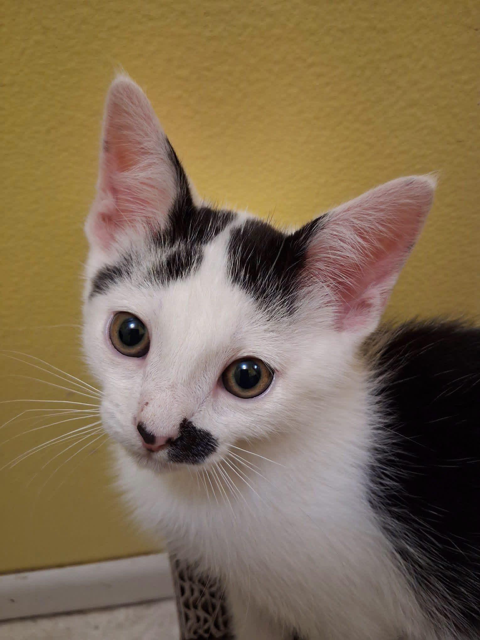 Wilbur, an adopted Domestic Short Hair in Hamilton, MI image 3/3