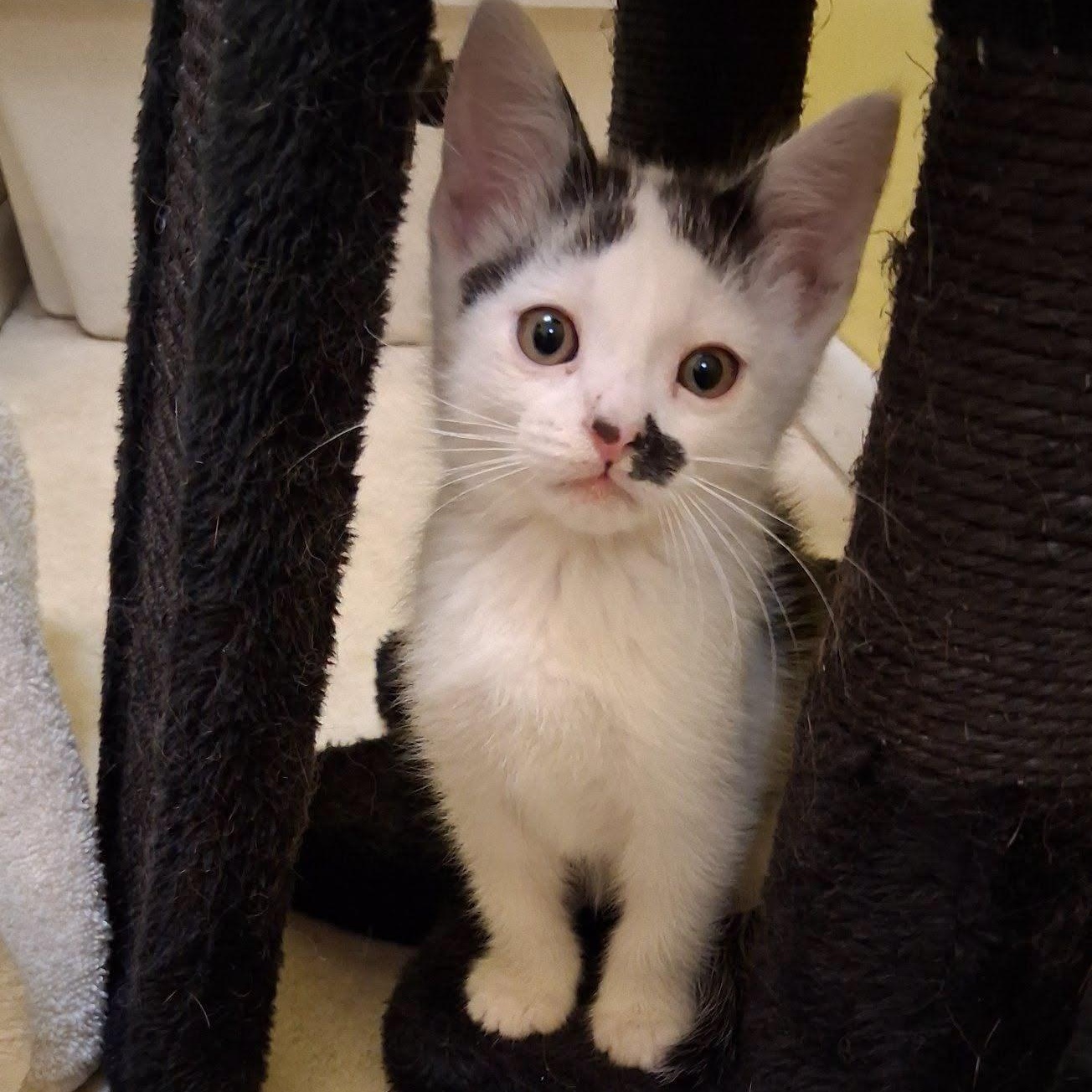 Wilbur, adopted, Kitten Male Domestic Short Hair.