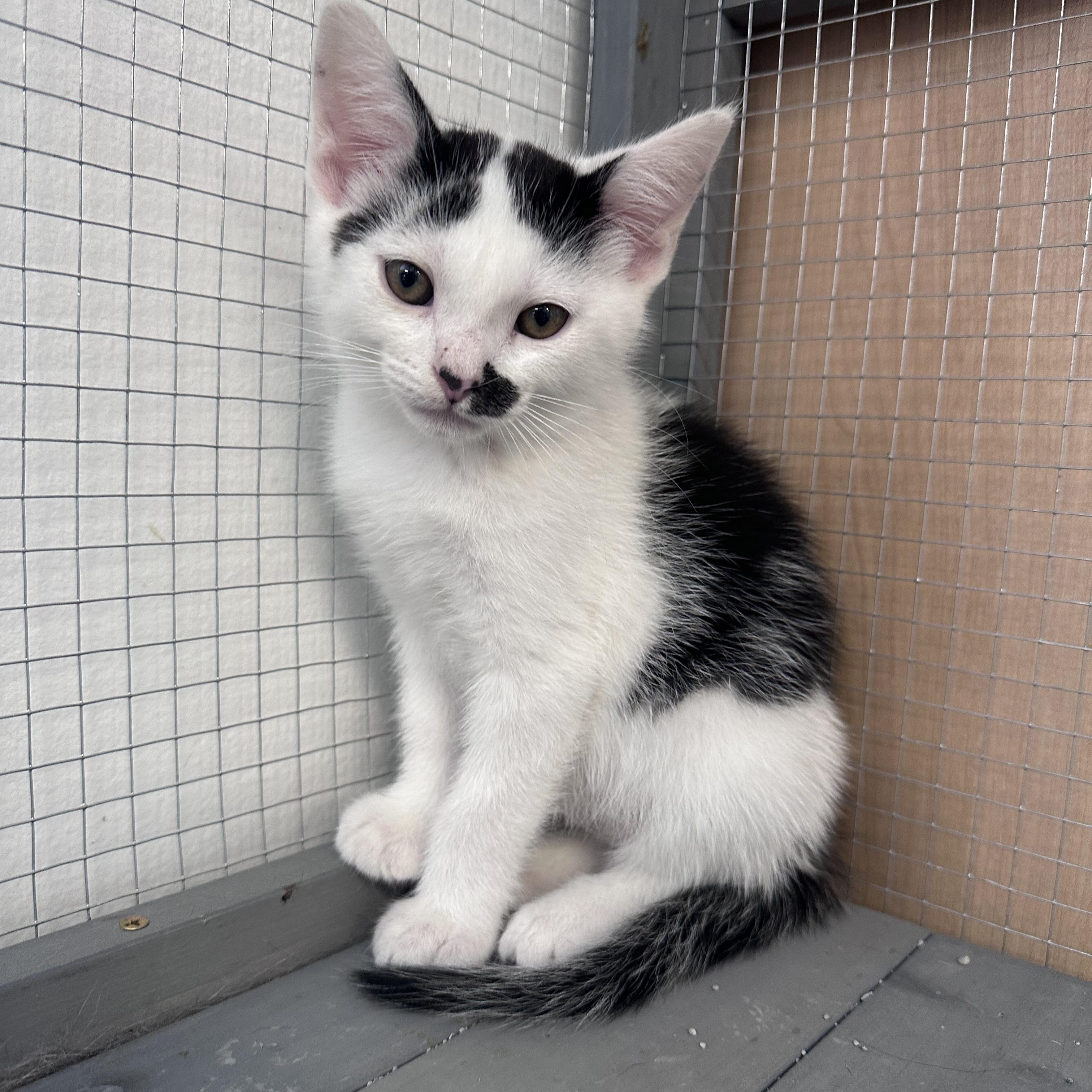 Wilbur, an adopted Domestic Short Hair in Hamilton, MI image 2/3