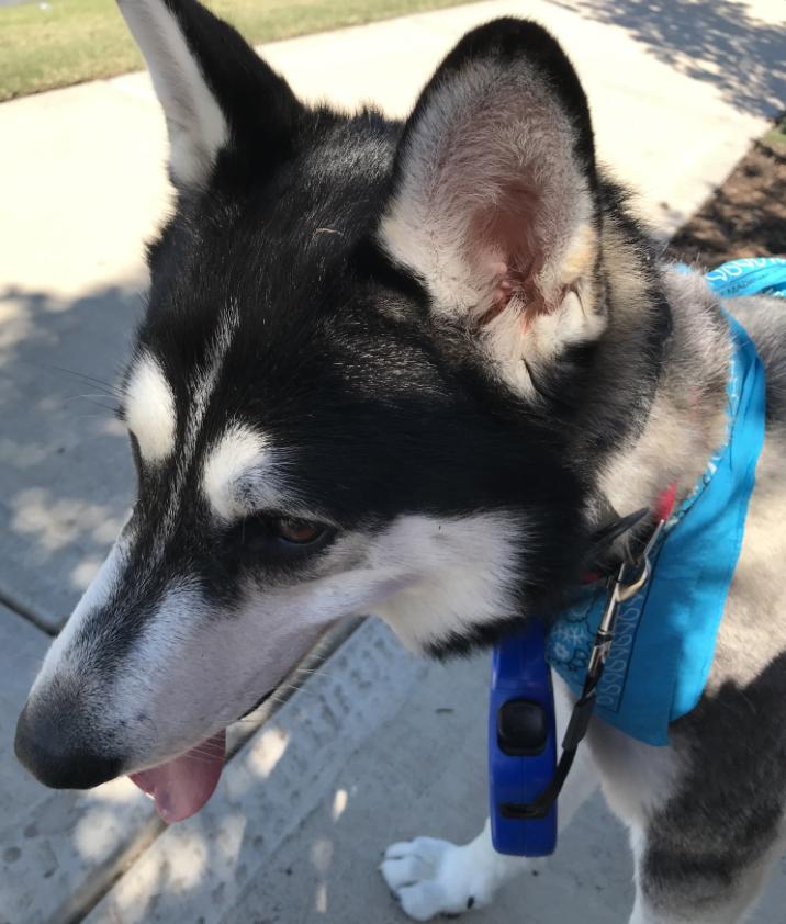 Whazzle — thumbnail 2