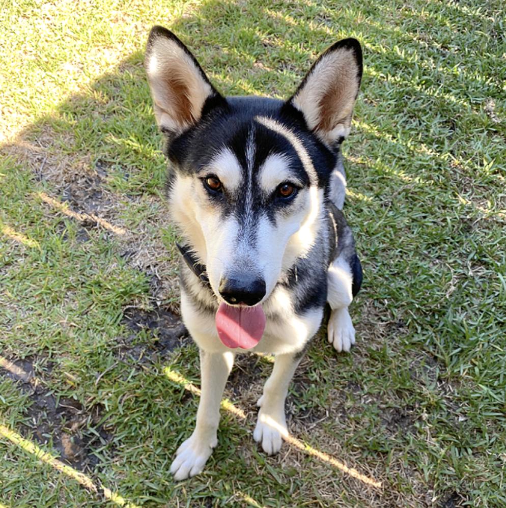 Whazzle — thumbnail 3