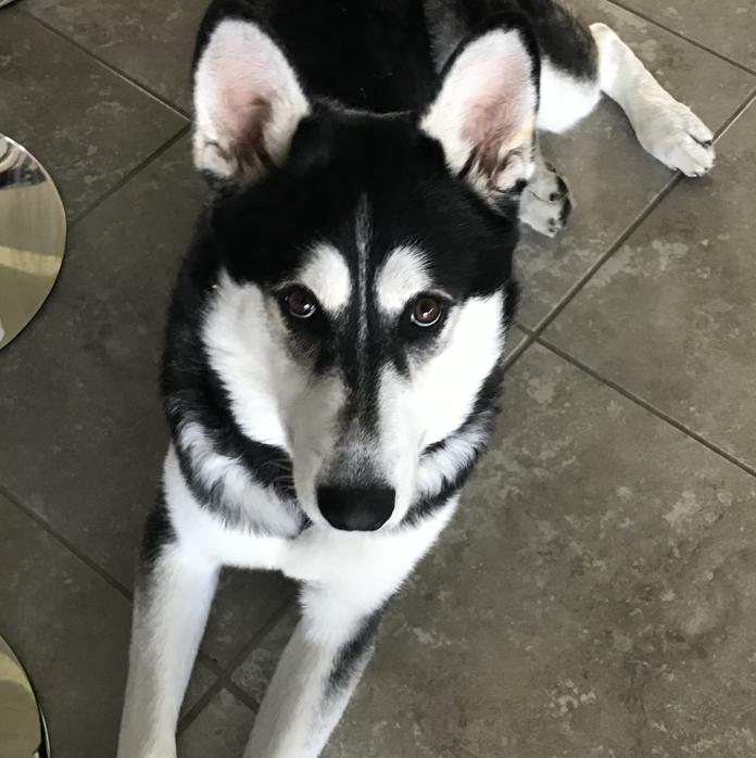 Whazzle — thumbnail 4