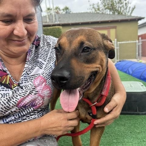Enlarge Danny, a Adoptable mixed breed in Burbank, CA image 3/6