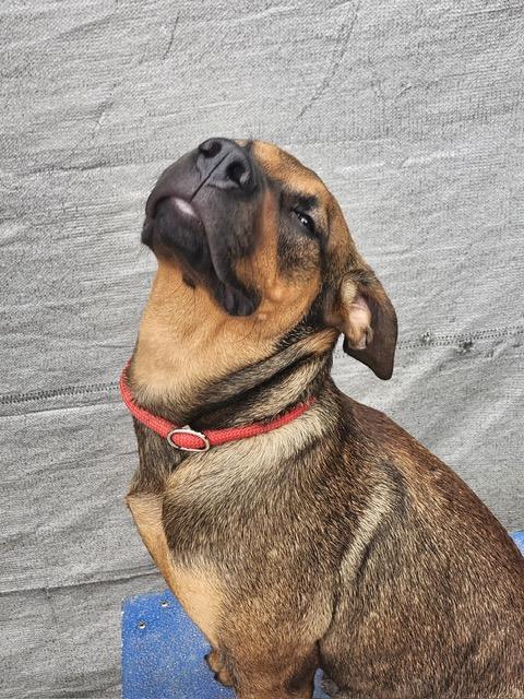 Enlarge Danny, a Adoptable mixed breed in Burbank, CA image 5/6