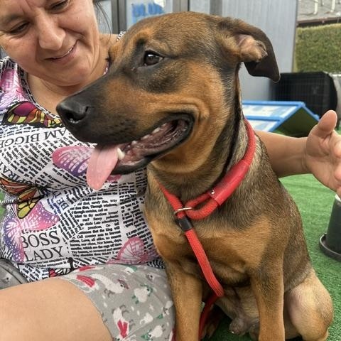 Enlarge Danny, a Adoptable mixed breed in Burbank, CA image 4/6