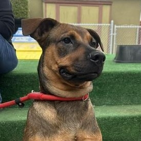 Enlarge Danny, a Adoptable mixed breed in Burbank, CA image 1/6