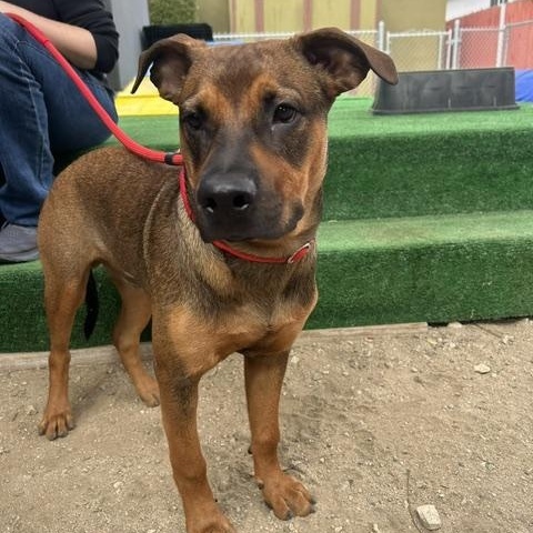 Enlarge Danny, a Adoptable mixed breed in Burbank, CA image 2/6