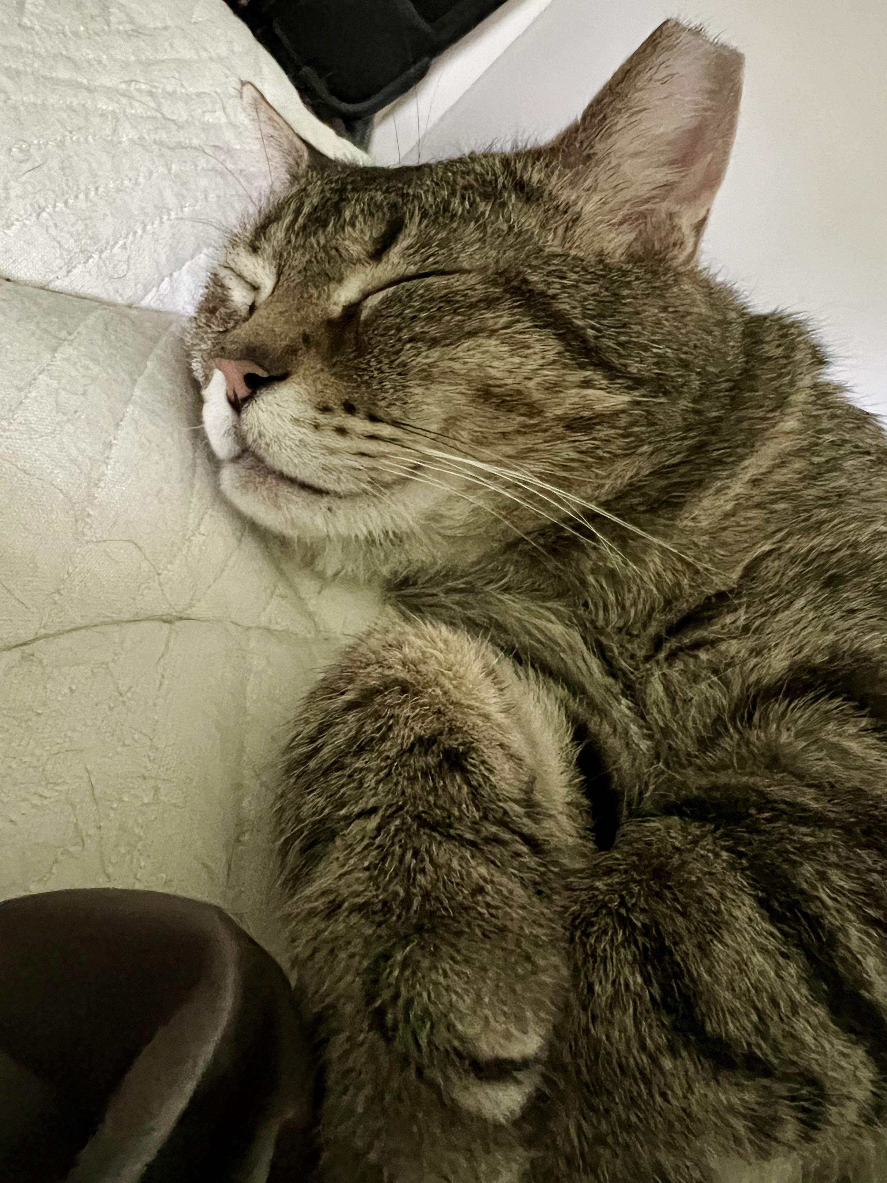 Curious George, a ADOPTABLE Domestic Short Hair in Cleveland, OH image 4/6