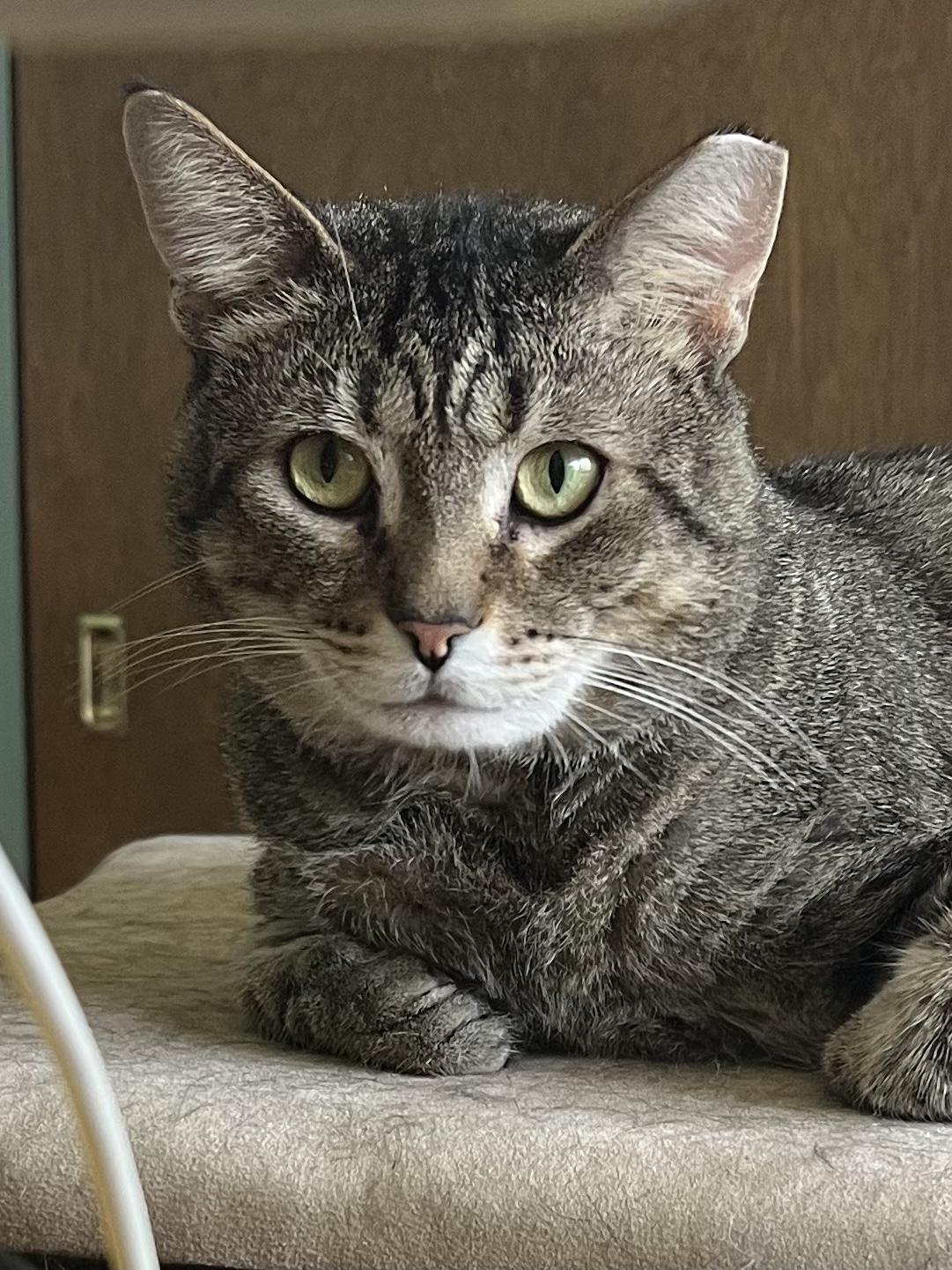 Curious George, ADOPTABLE, Adult Male Domestic Short Hair.
