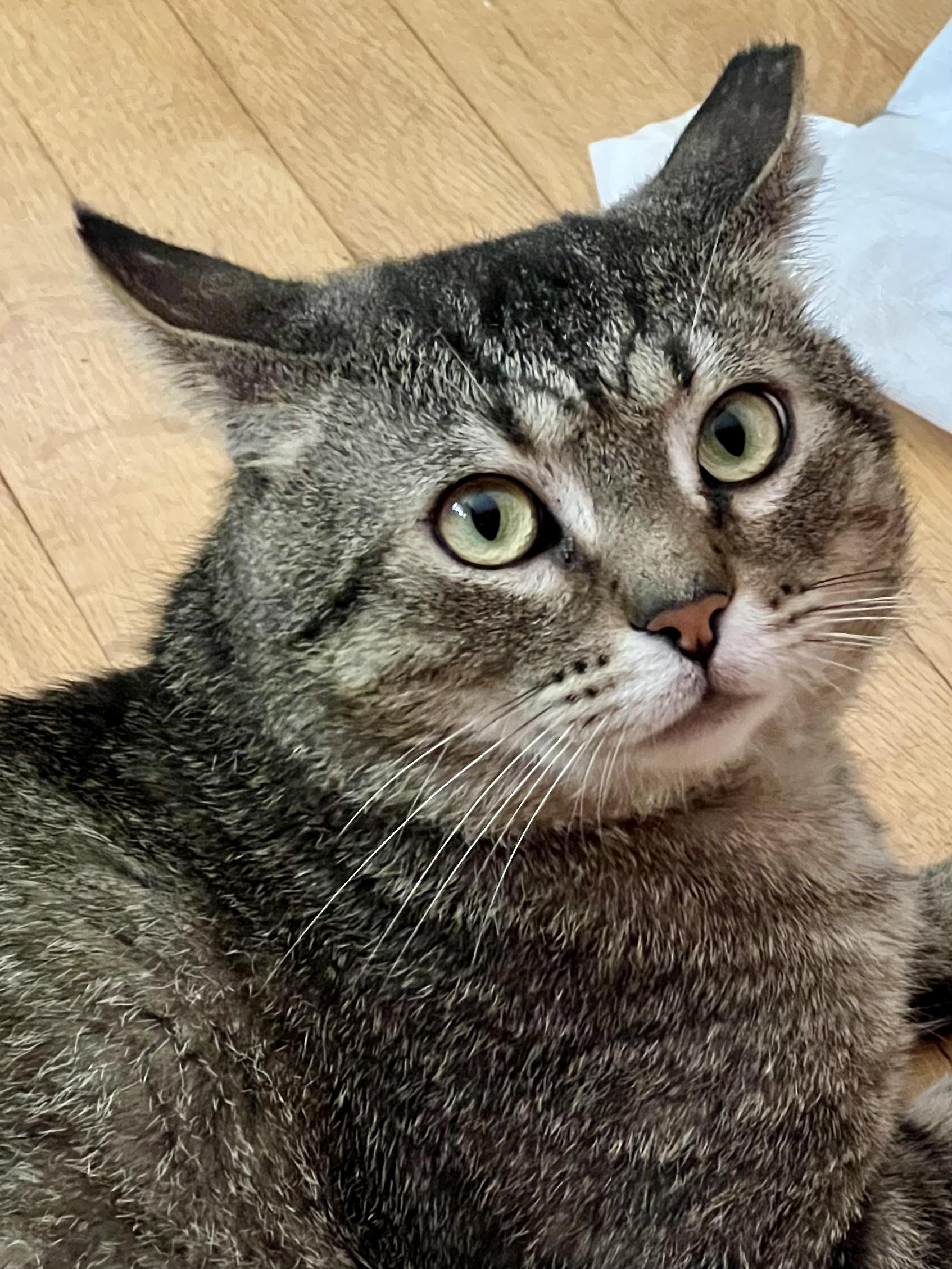 Curious George, a ADOPTABLE Domestic Short Hair in Cleveland, OH image 3/6