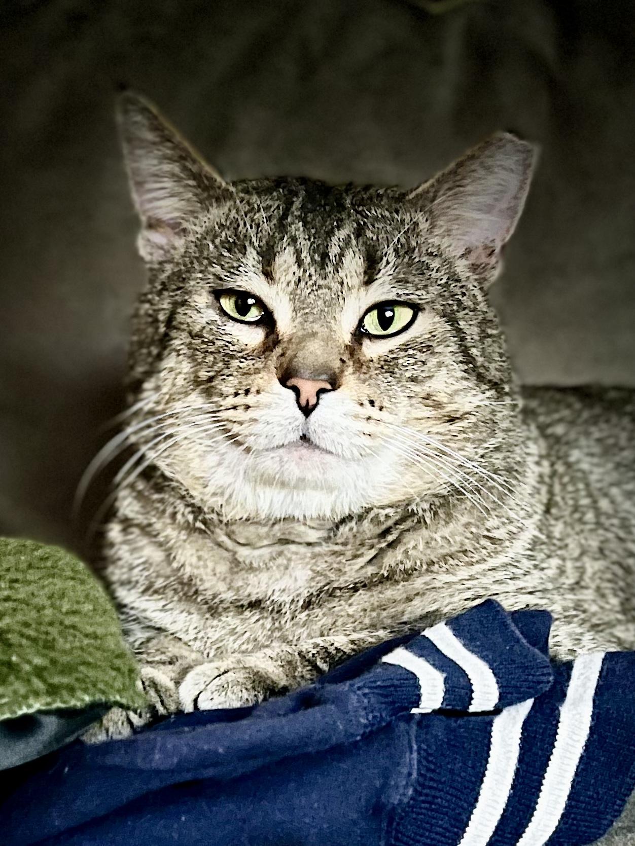 Curious George, a ADOPTABLE Domestic Short Hair in Cleveland, OH image 6/6