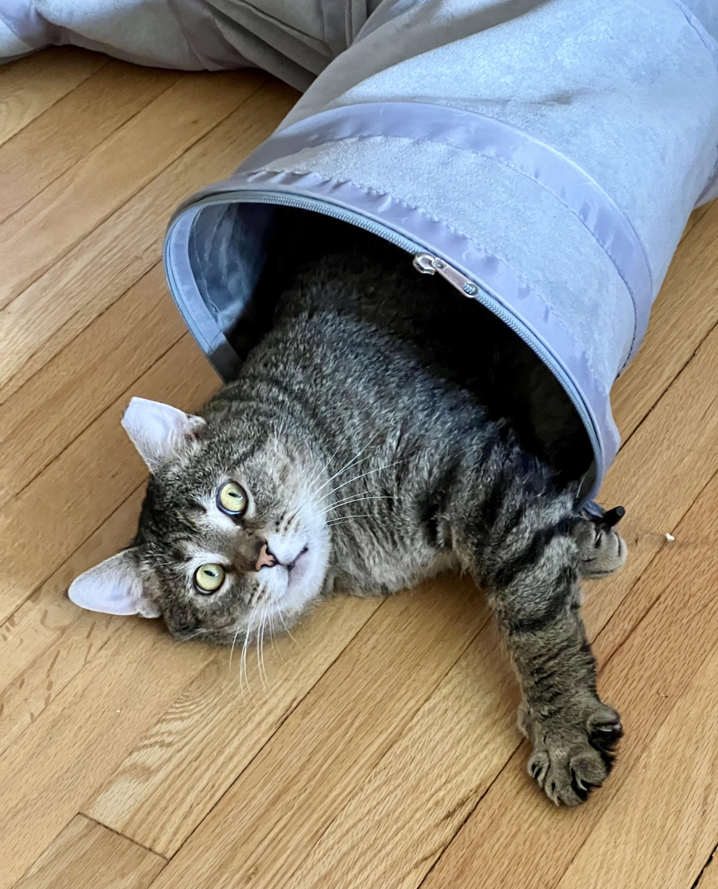 Curious George, a ADOPTABLE Domestic Short Hair in Cleveland, OH image 2/6