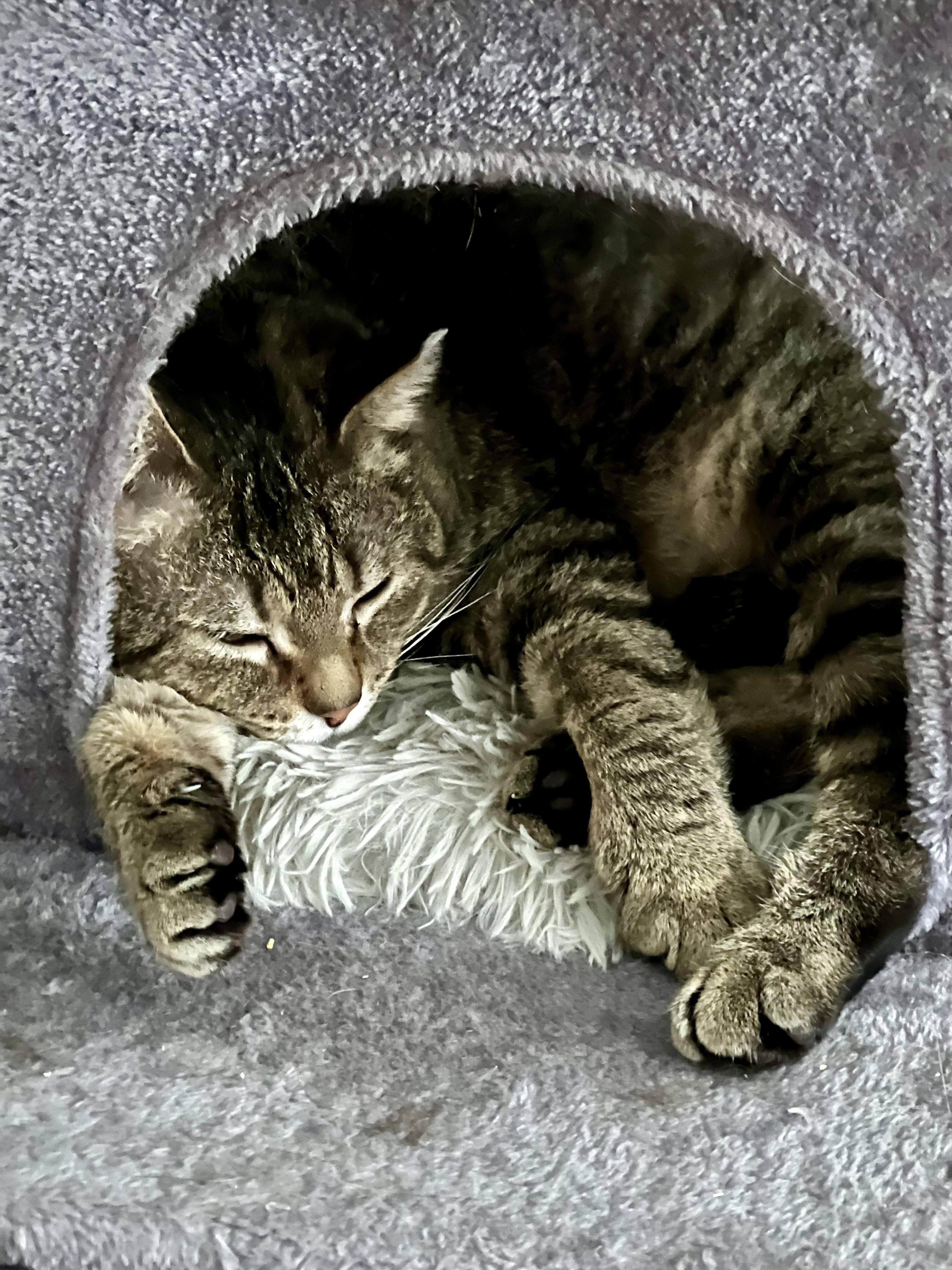 Curious George, a ADOPTABLE Domestic Short Hair in Cleveland, OH image 5/6