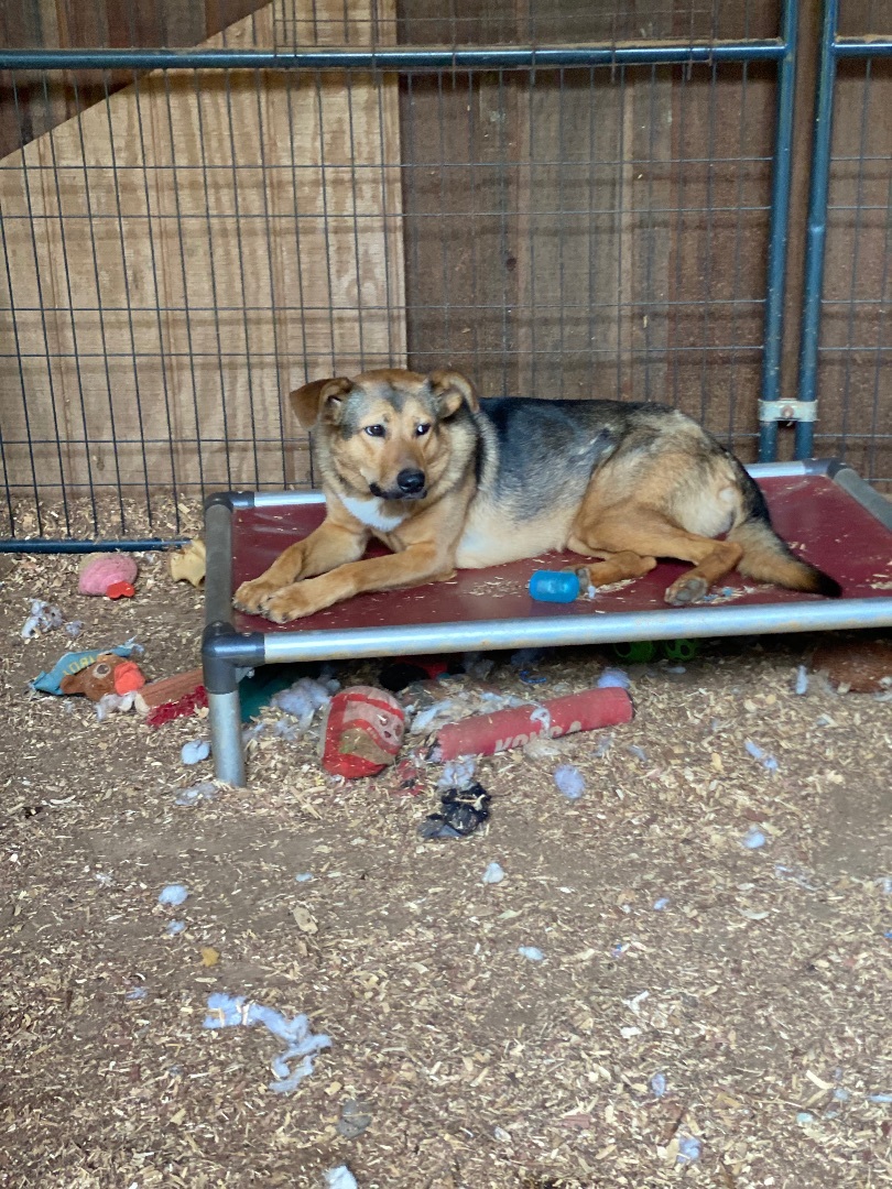 Buttercup, Adoptable, Young Female German Shepherd Dog.