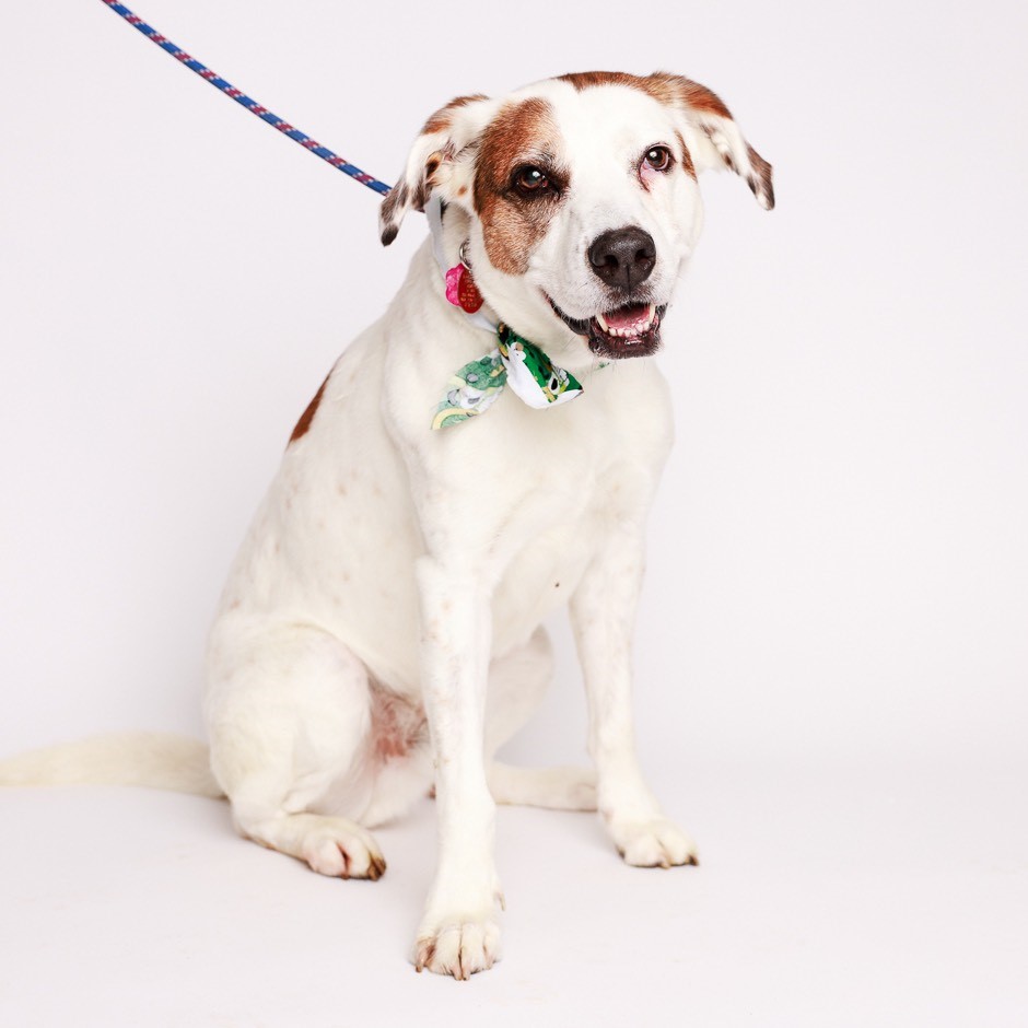 Spud (sweet!), a Adoptable mixed breed in Ithaca, NY image 1/6