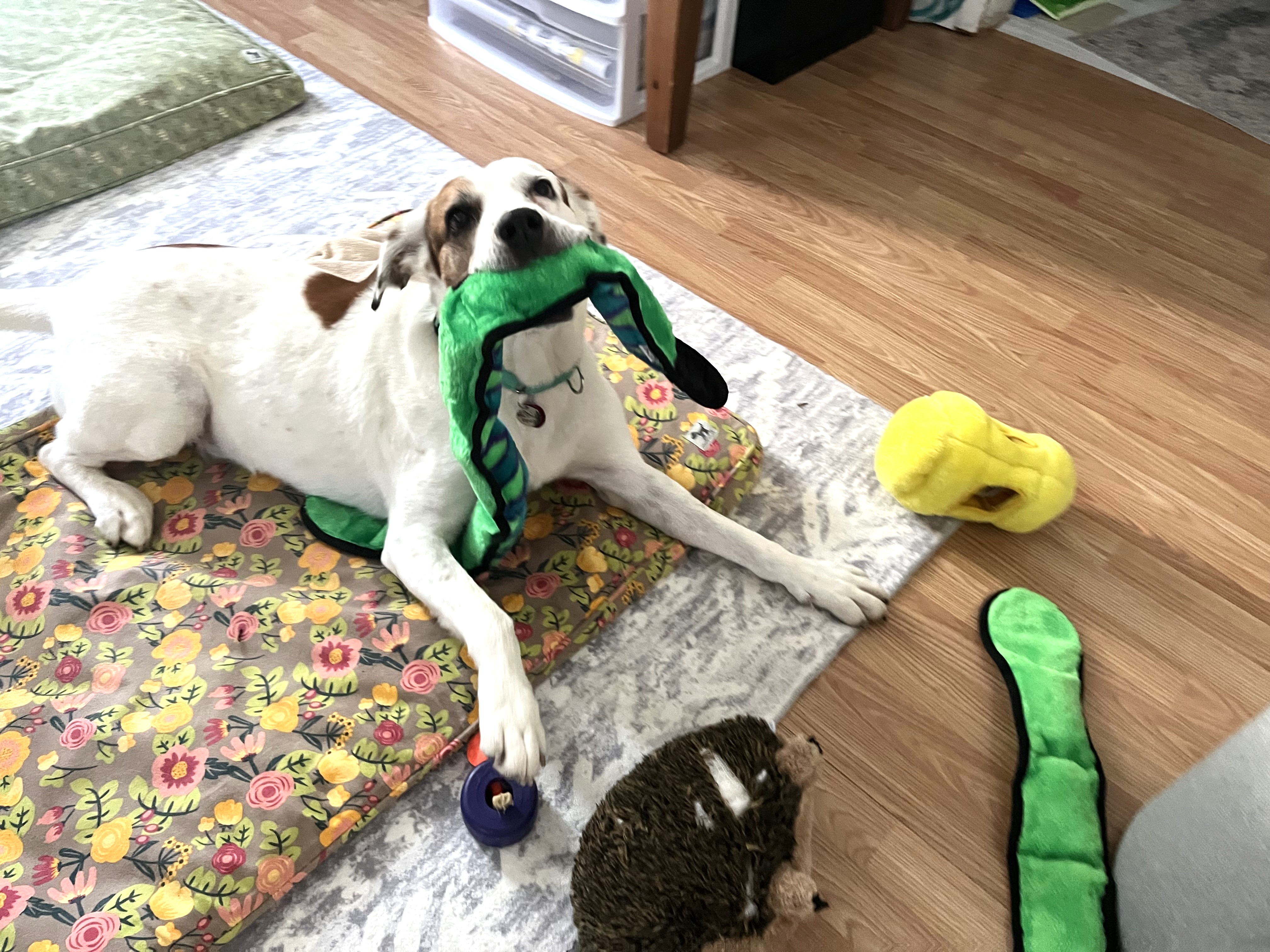 Spud (sweet!), a Adoptable mixed breed in Ithaca, NY image 2/6