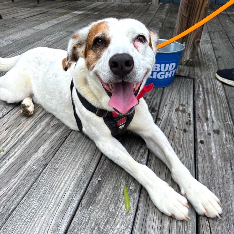 Spud (sweet!), a Adoptable mixed breed in Ithaca, NY image 3/6