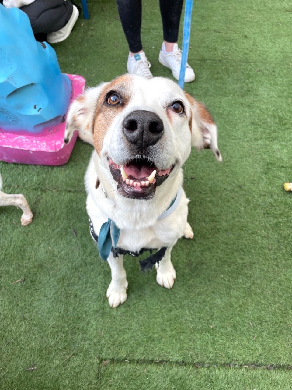 Spud (sweet!), a Adoptable mixed breed in Ithaca, NY image 4/6