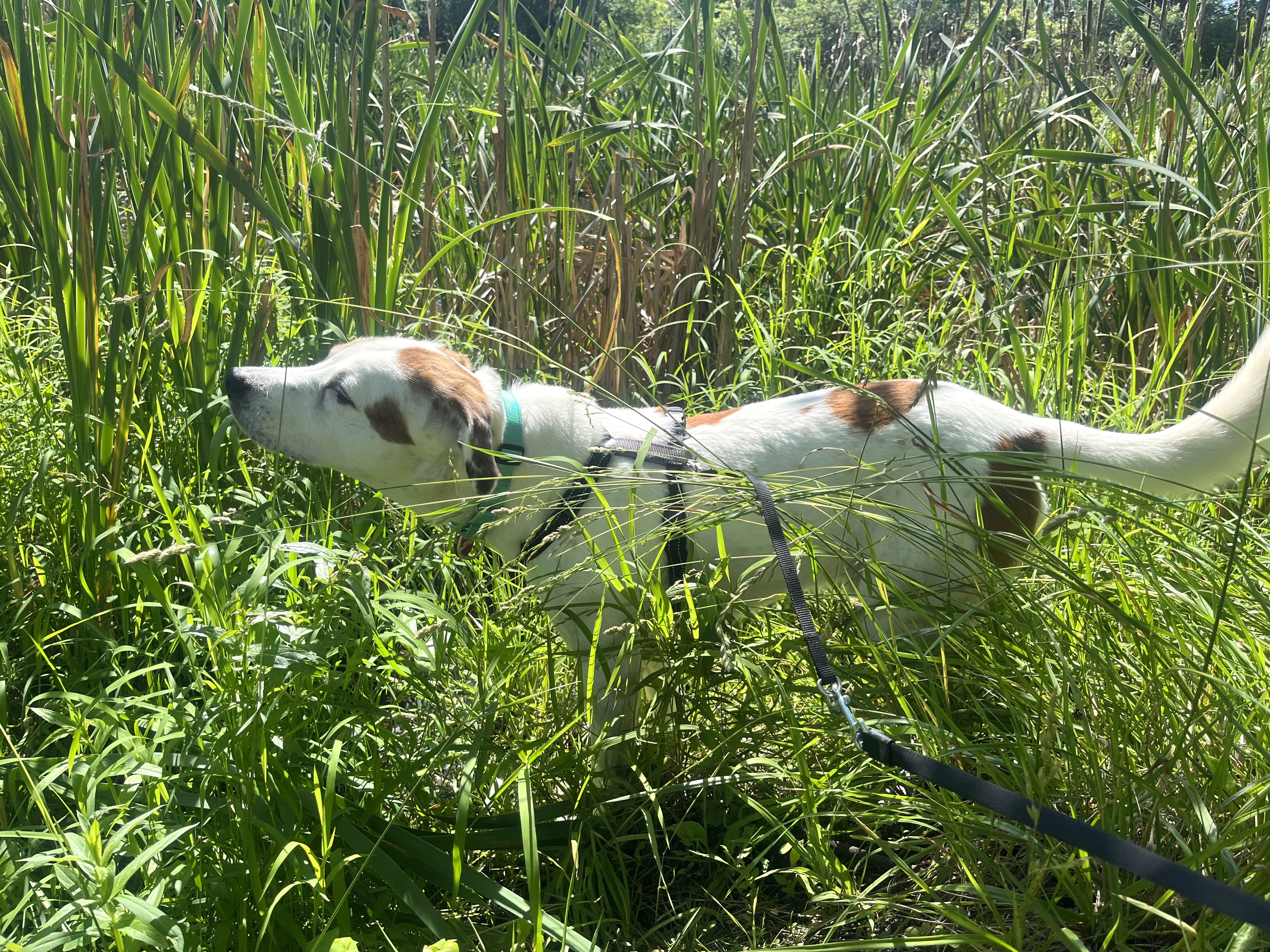 Spud (sweet!), a Adoptable mixed breed in Ithaca, NY image 5/6
