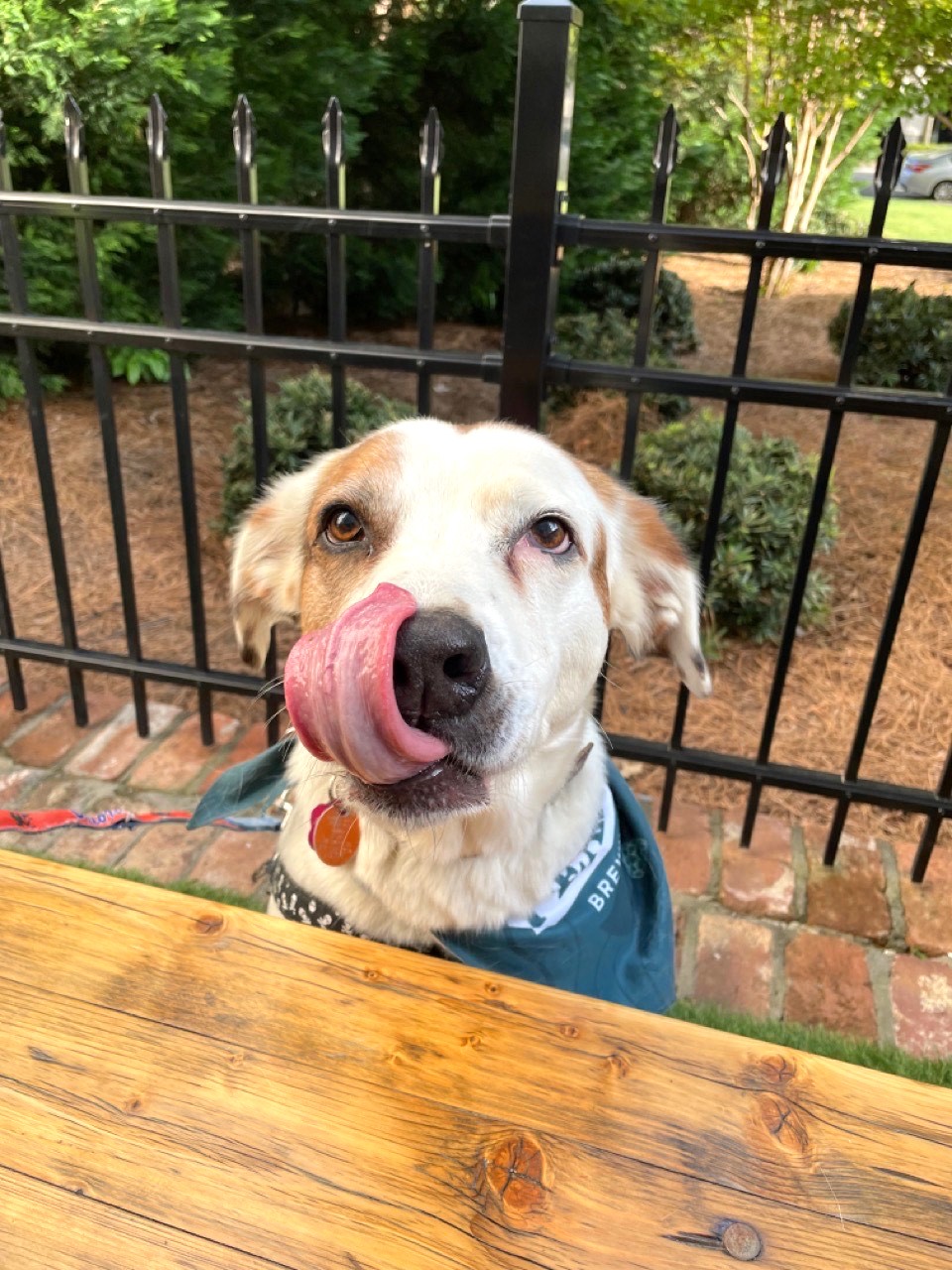 Spud (sweet!), a Adoptable mixed breed in Ithaca, NY image 6/6