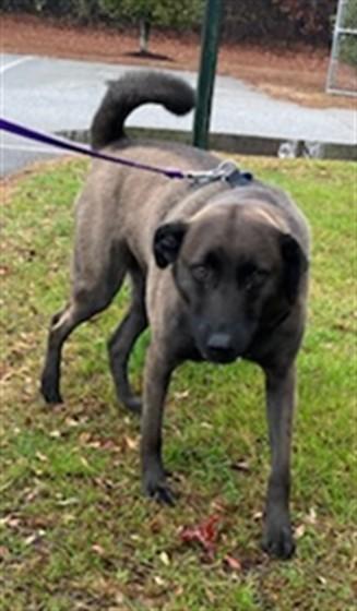 ZEUS, Adoptable, Young Male Belgian Shepherd / Sheepdog & Rhodesian Ridgeback.