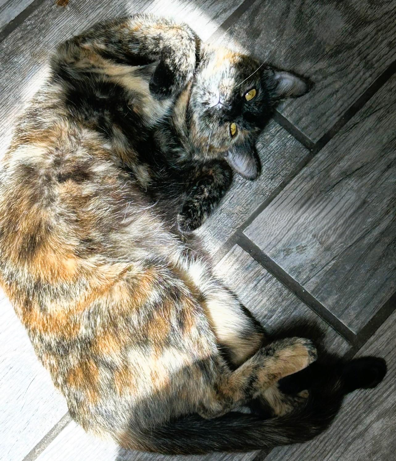 Enlarge WHISKEY, a Adopted Domestic Medium Hair in Prescott, AZ image 3/3