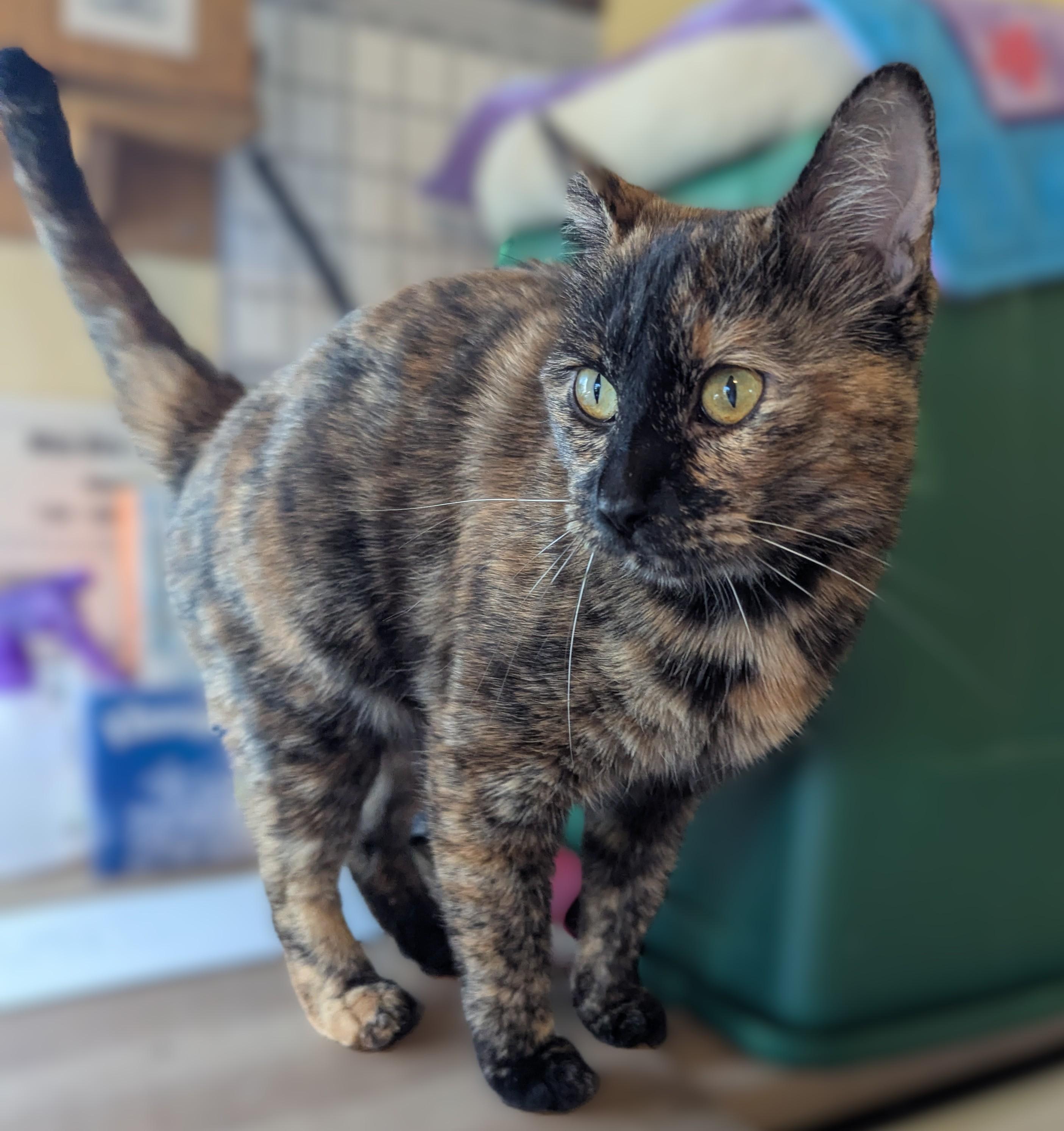 WHISKEY, Adopted, Adult Female Domestic Medium Hair.