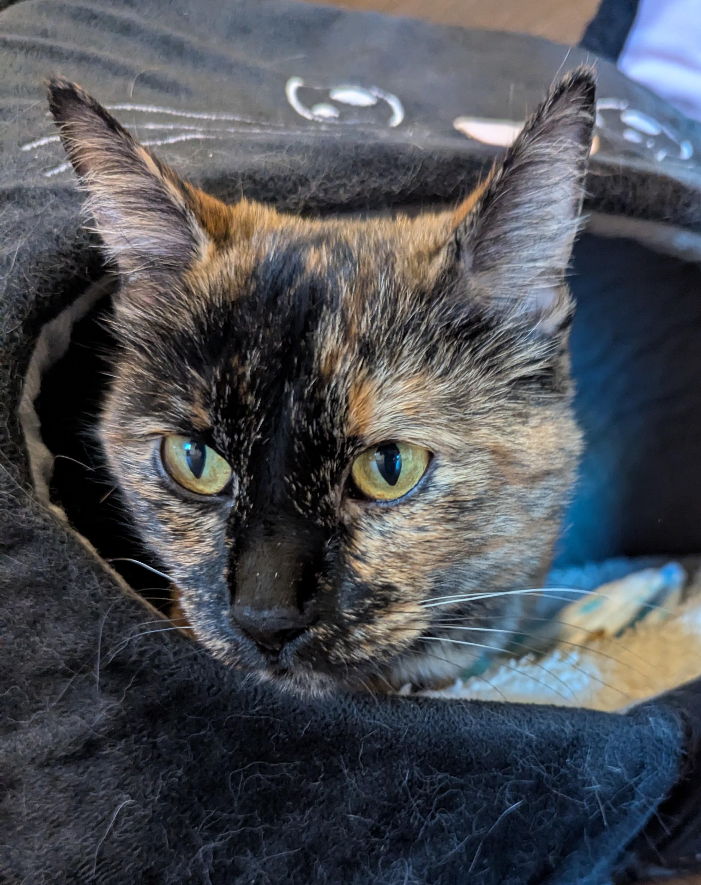 Enlarge WHISKEY, a Adopted Domestic Medium Hair in Prescott, AZ image 2/3