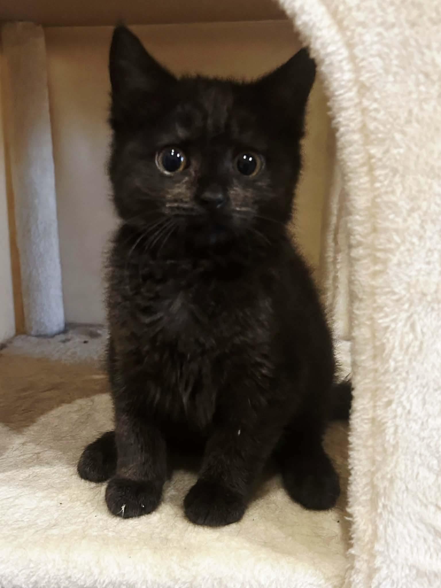 Enlarge Lacy, an adopted mixed breed in Greensburg, PA image 5/5