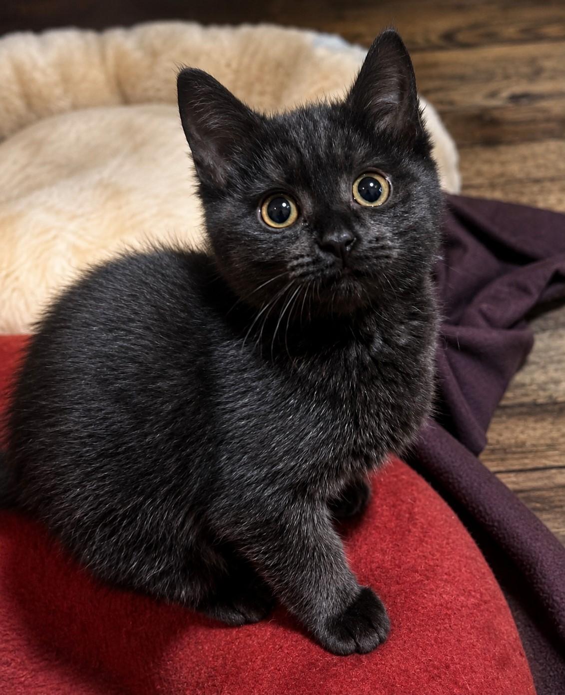 Enlarge Lacy, an adopted mixed breed in Greensburg, PA image 1/5