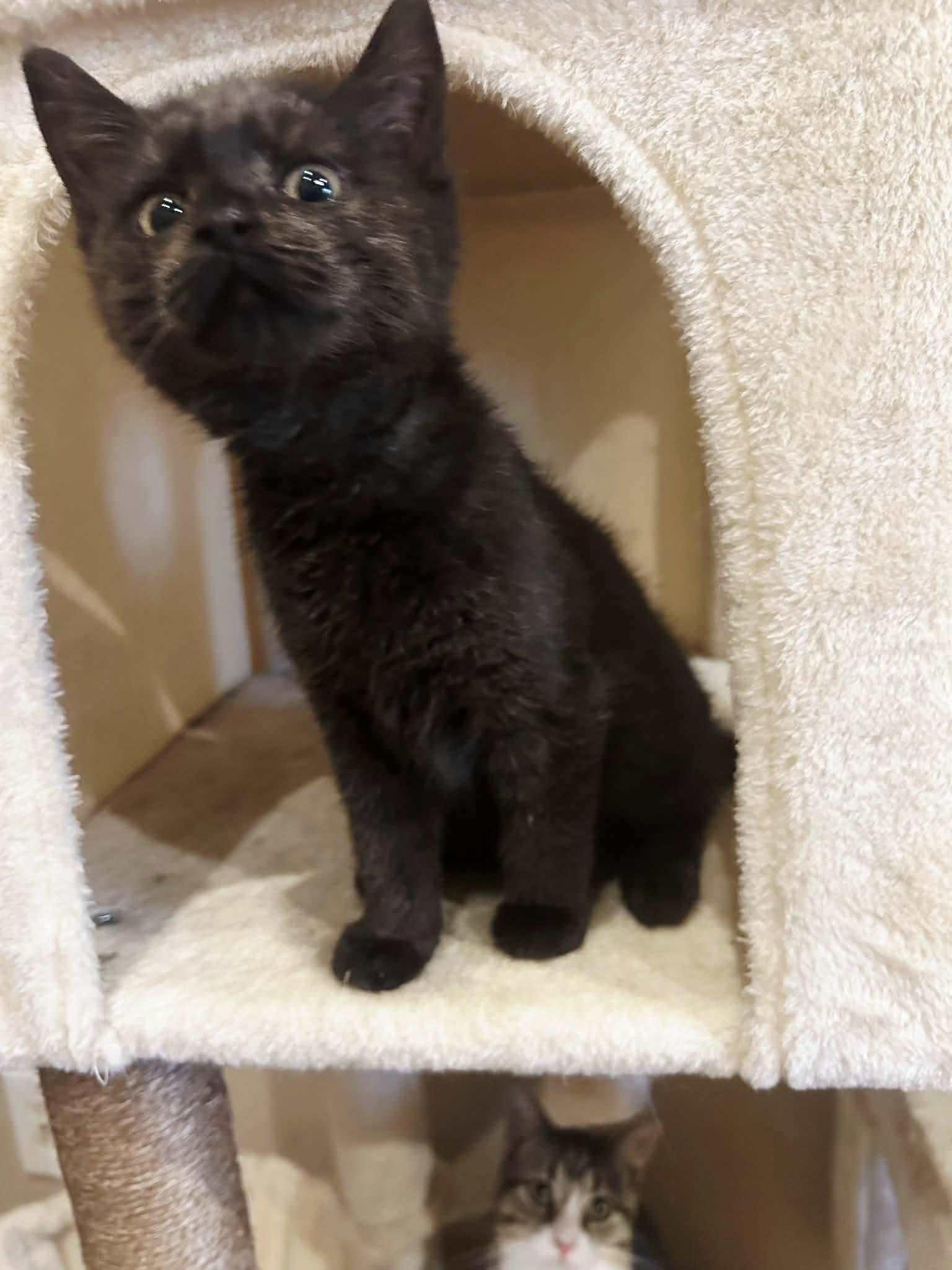 Enlarge Lacy, an adopted mixed breed in Greensburg, PA image 4/5
