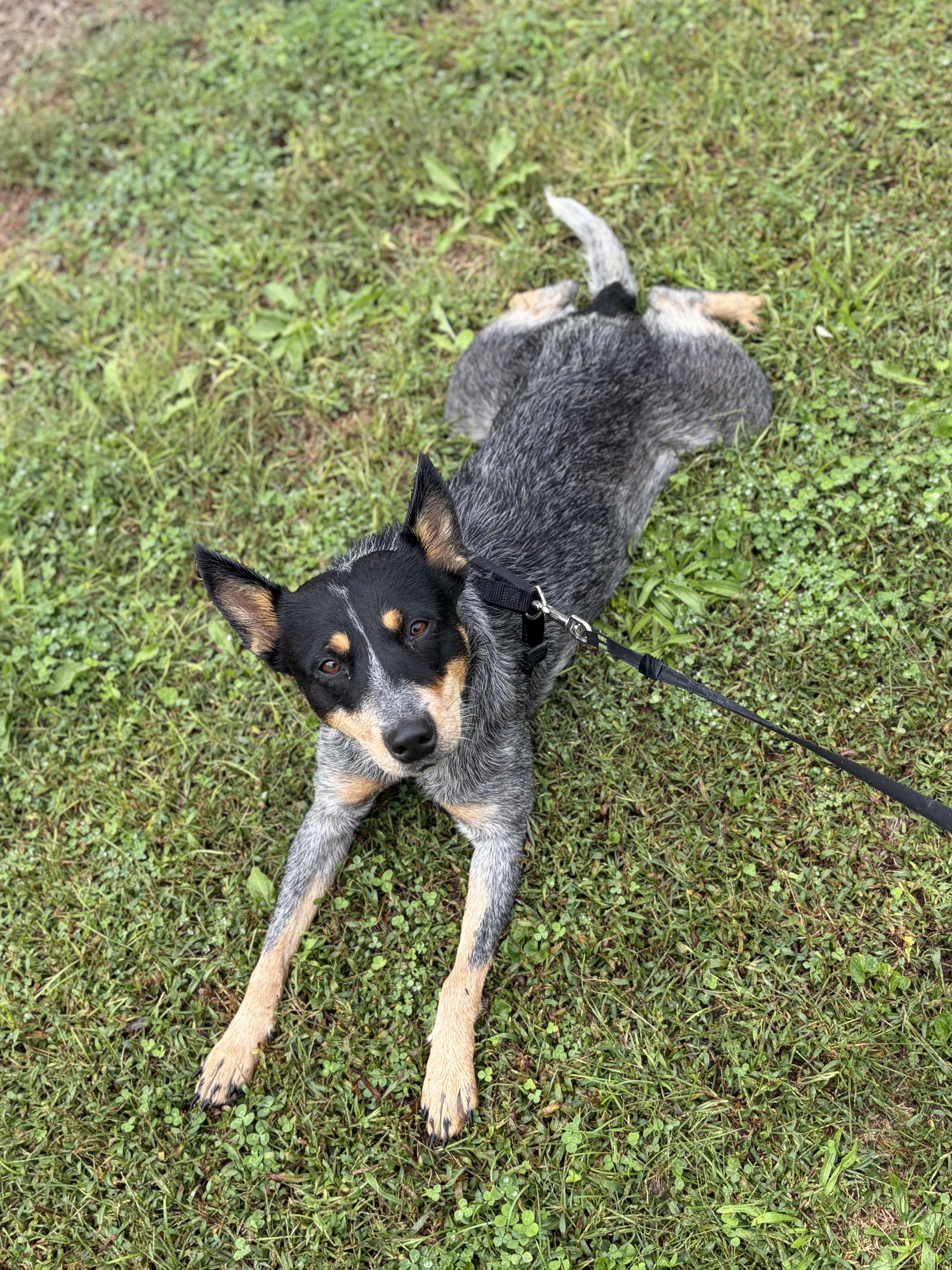 Enlarge Maple, a Adoptable Australian Cattle Dog / Blue Heeler in Maryville, TN image 2/4