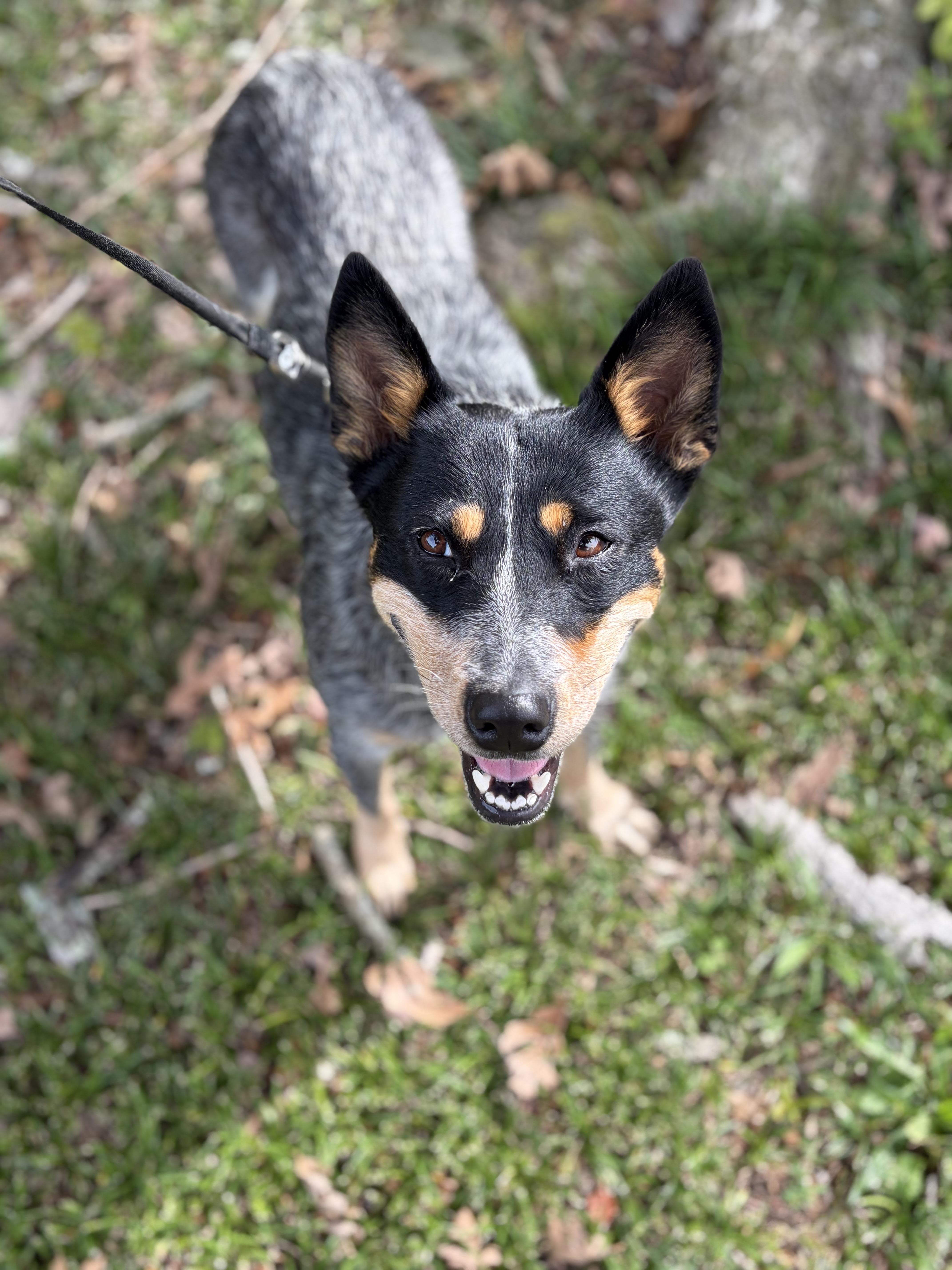 Enlarge Maple, a Adoptable Australian Cattle Dog / Blue Heeler in Maryville, TN image 3/4
