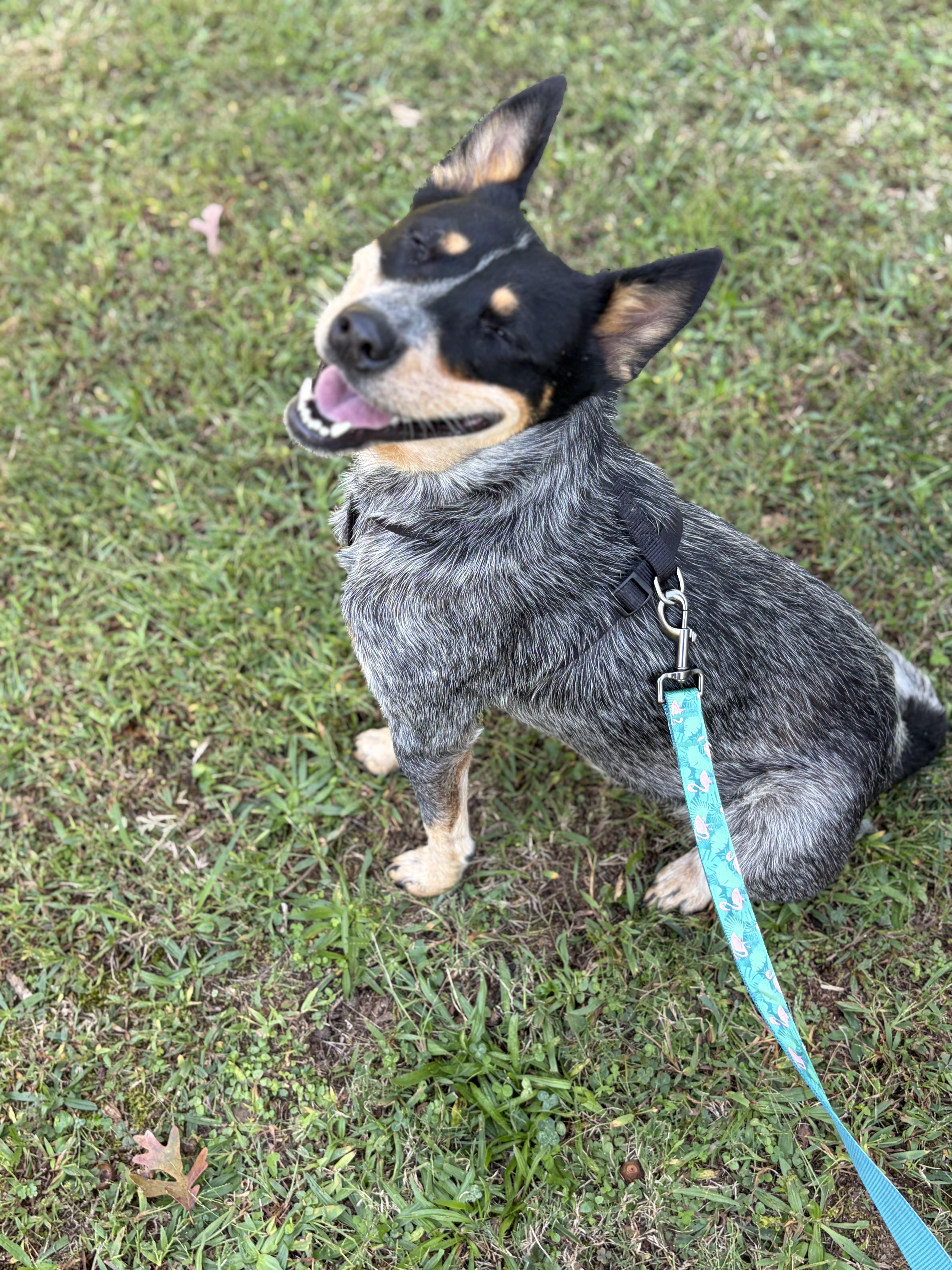 Enlarge Maple, a Adoptable Australian Cattle Dog / Blue Heeler in Maryville, TN image 4/4