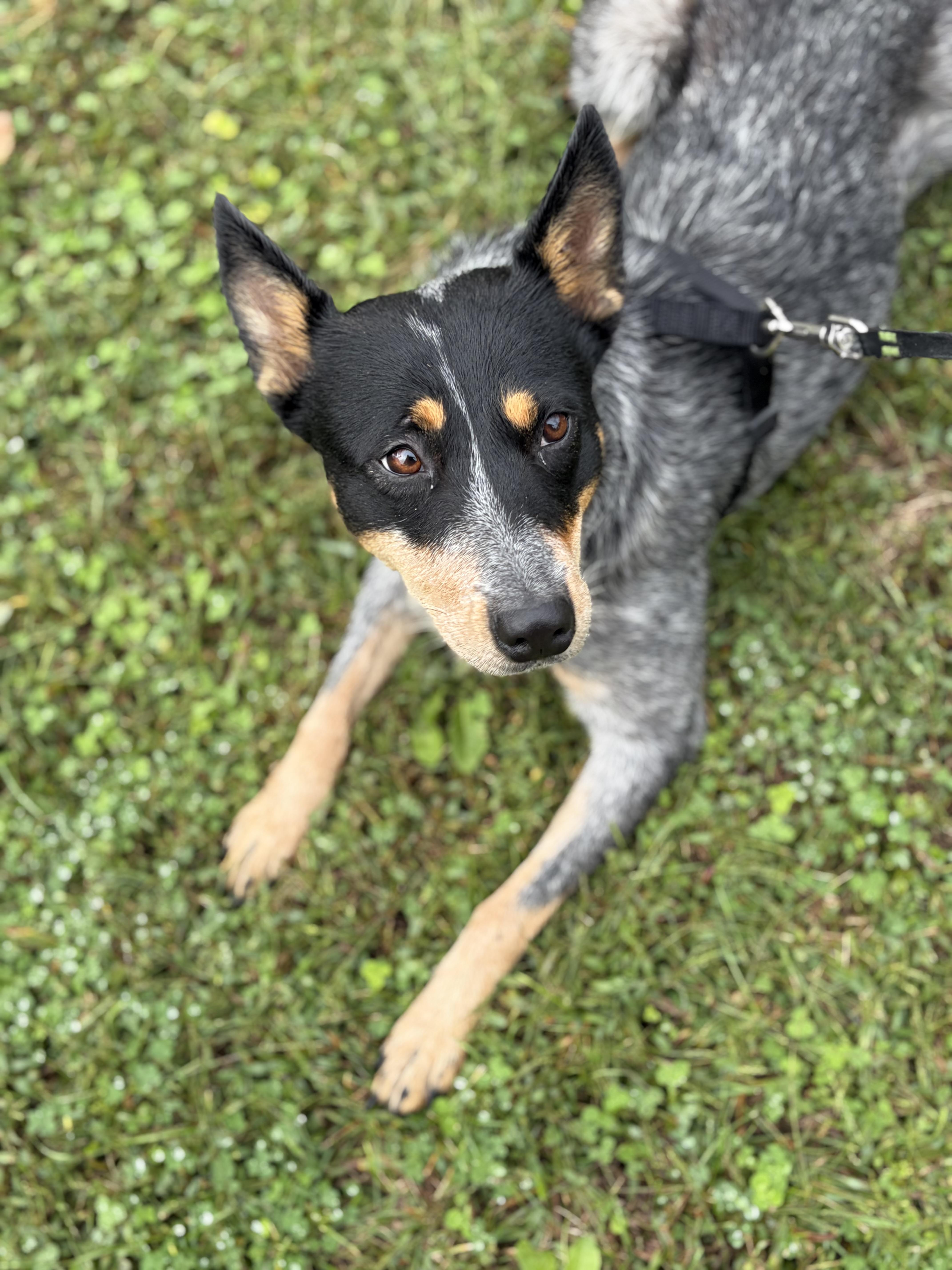 Maple, Adoptable, Young Female Australian Cattle Dog / Blue Heeler.
