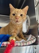 Enlarge A.J., an adopted Domestic Short Hair in Manitowoc, WI image 1/1