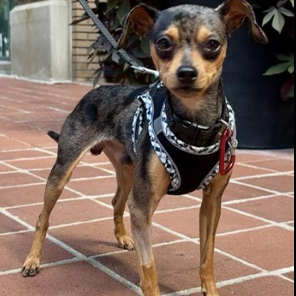 Madox, Adoptable, Young Male Miniature Pinscher & Chihuahua.