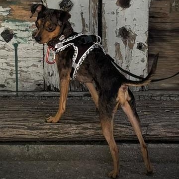 Enlarge Madox, a Adoptable mixed breed in Scarborough, ON image 4/6