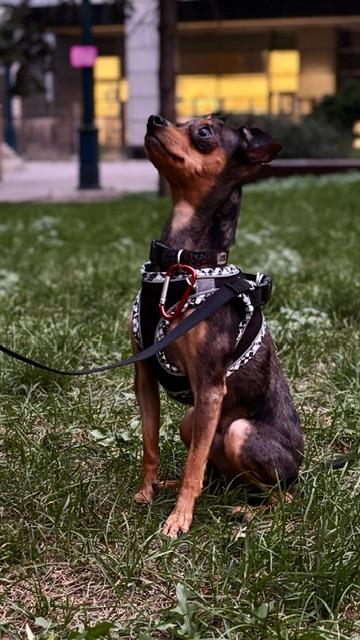Enlarge Madox, a Adoptable mixed breed in Scarborough, ON image 5/6