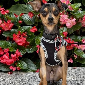 Enlarge Madox, a Adoptable mixed breed in Scarborough, ON image 2/6