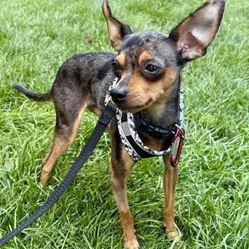 Enlarge Madox, a Adoptable mixed breed in Scarborough, ON image 3/6