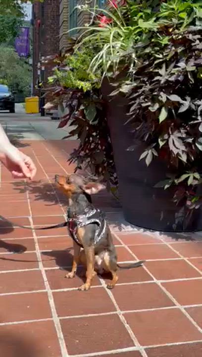 Enlarge Madox, a Adoptable mixed breed in Scarborough, ON video 6/6