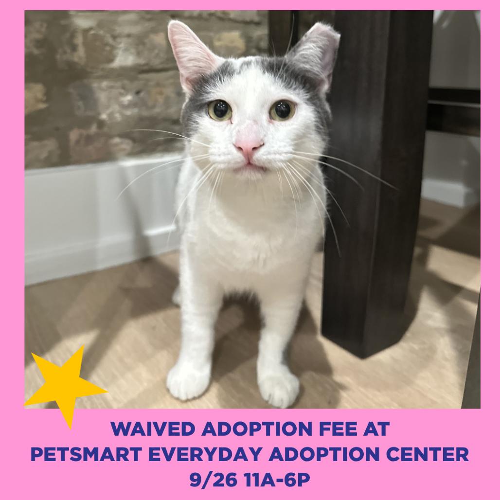 Enlarge Scooby, a Adoptable Domestic Short Hair in Chicago, IL image 1/6