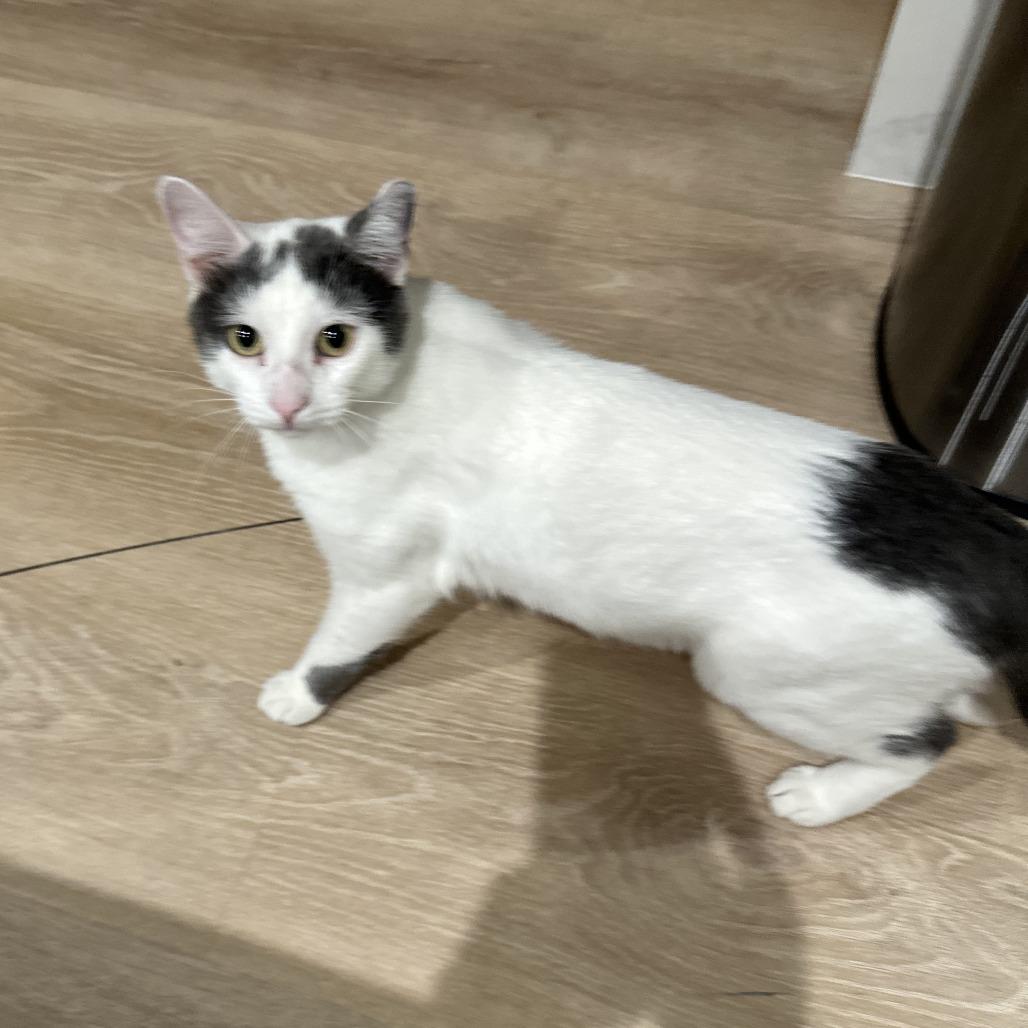 Enlarge Scooby, a Adoptable Domestic Short Hair in Chicago, IL image 2/6